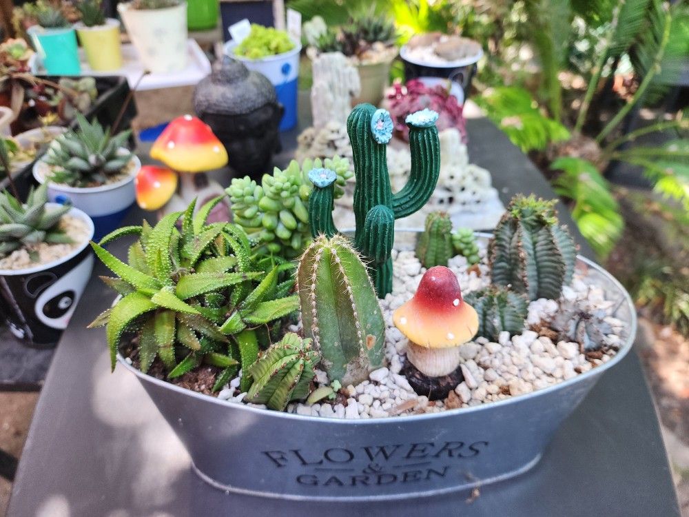 PLANT SALE. SAT AND SUNDAY IN SAN LORENZO 