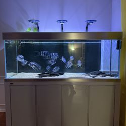 230-gallon fish tank for sale