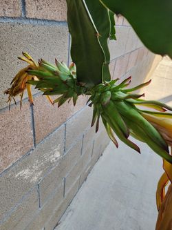 Dragon Fruit Trellis 