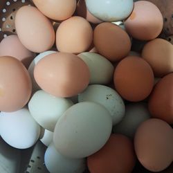 Fresh Chicken Eggs 