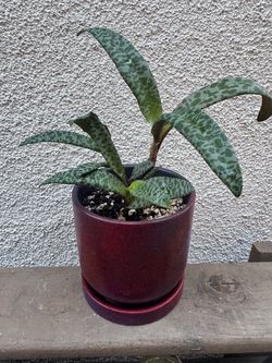 Silver Quill Plant