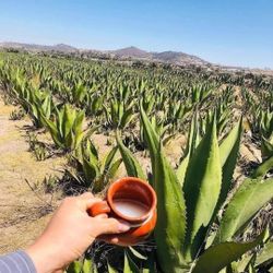 Pulque De Maguey Manzo Y Agua Miel Tierna