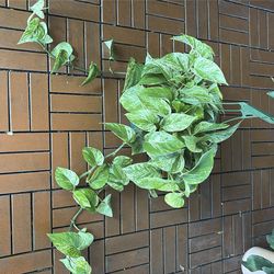 Marble Queen Pothos plant 6”