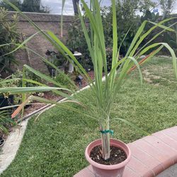 Lemon Grass 