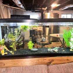 55 gallon aquarium tank