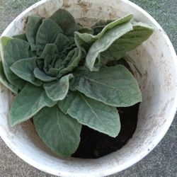 Free Mullein Plant