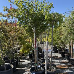 Eastern Redbud Trees