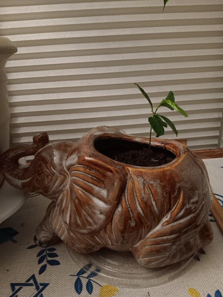 Lemon Tree Starter
