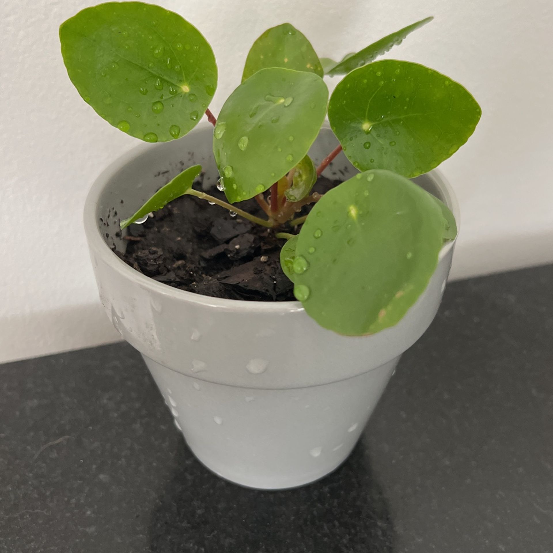 Pilea, Chinese Coin Plant in 4” Ceramic Pot