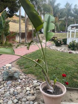 Pot and Plant $15.00