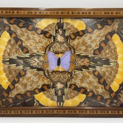 Antique Brazilian Blue Morpho Butterfly Wing Starburst Wood Tray Granato & Cia