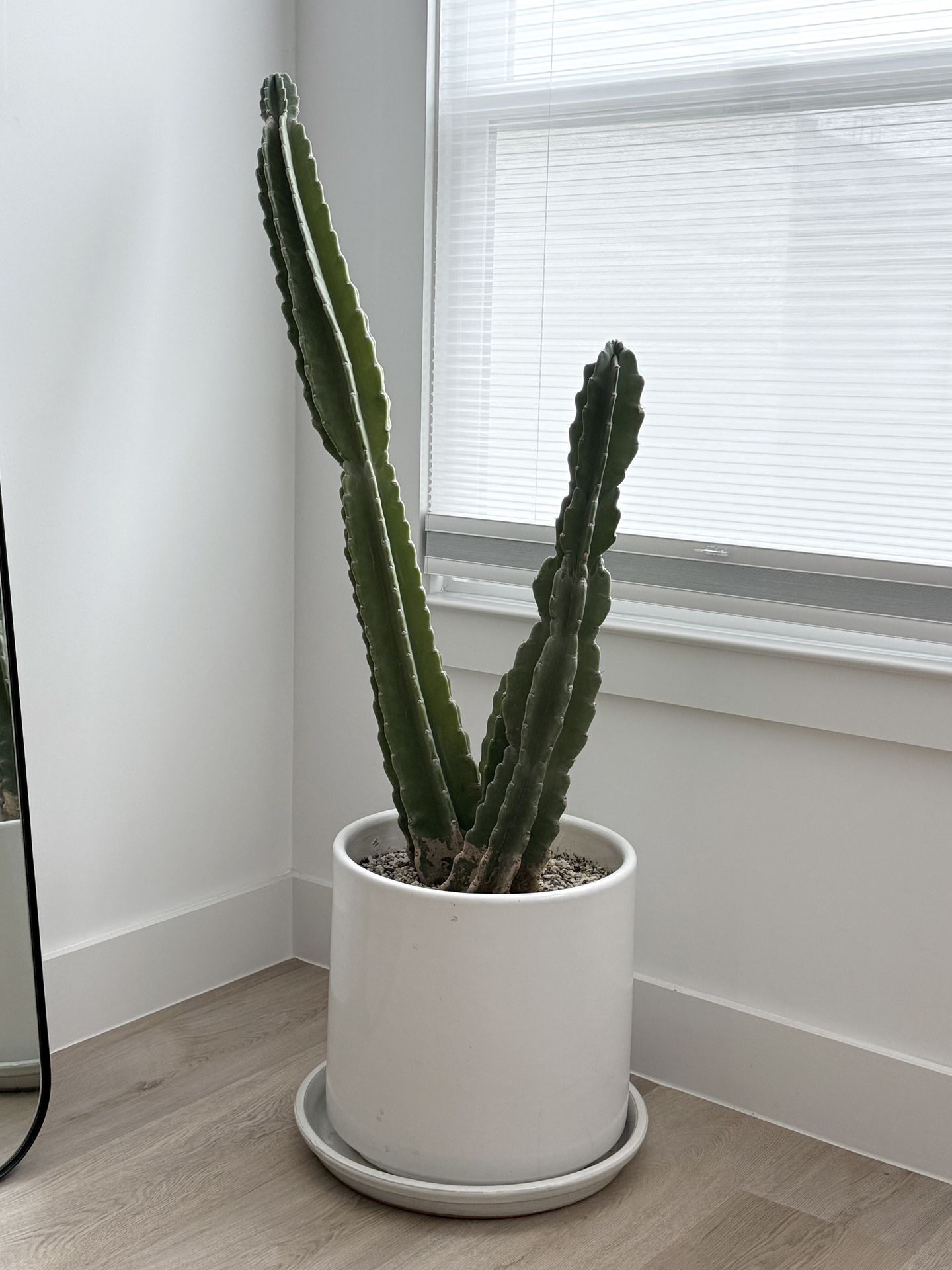Large Cactus (56” x 16”)