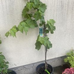Grape for garden