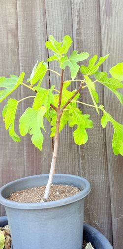 Black Mission Fig Tree – Potted & Ready to Grow