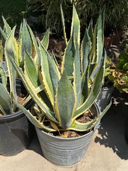A lovers plant for sale