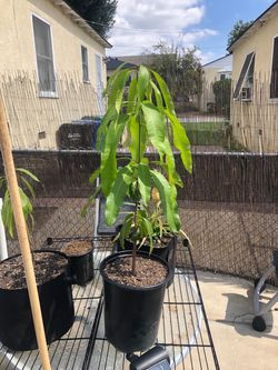 Mango tree