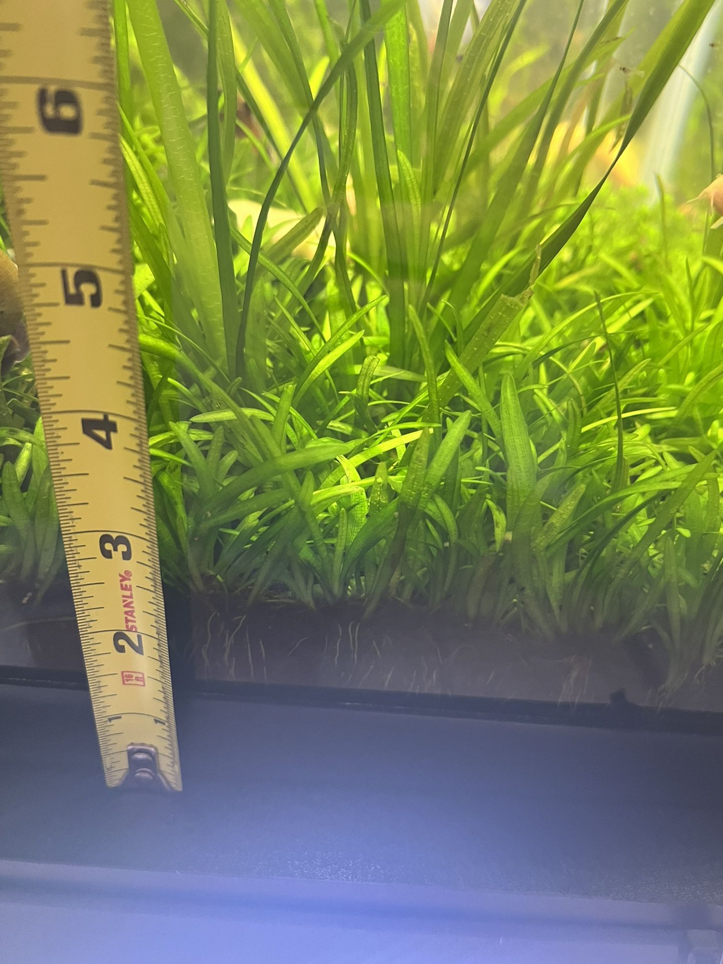 Fish Tank Aquarium Plants 