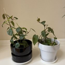 Live Healthy Heart Philodendrons Plants In Ceramic Pots