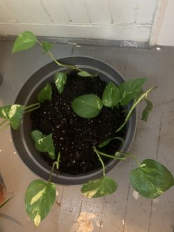 Pothos house plant in larger pot
