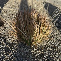 Alovera plants (free) 