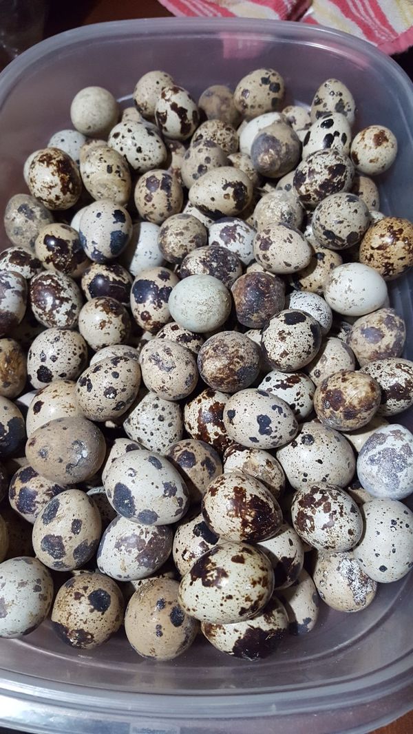 Quail eggs for Sale in Hemet, CA OfferUp