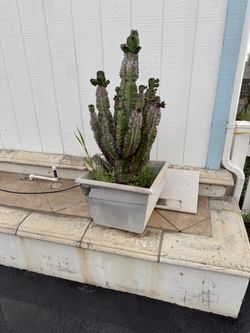 Cactus plants 3-4 feet tall with pots - broken as pictured