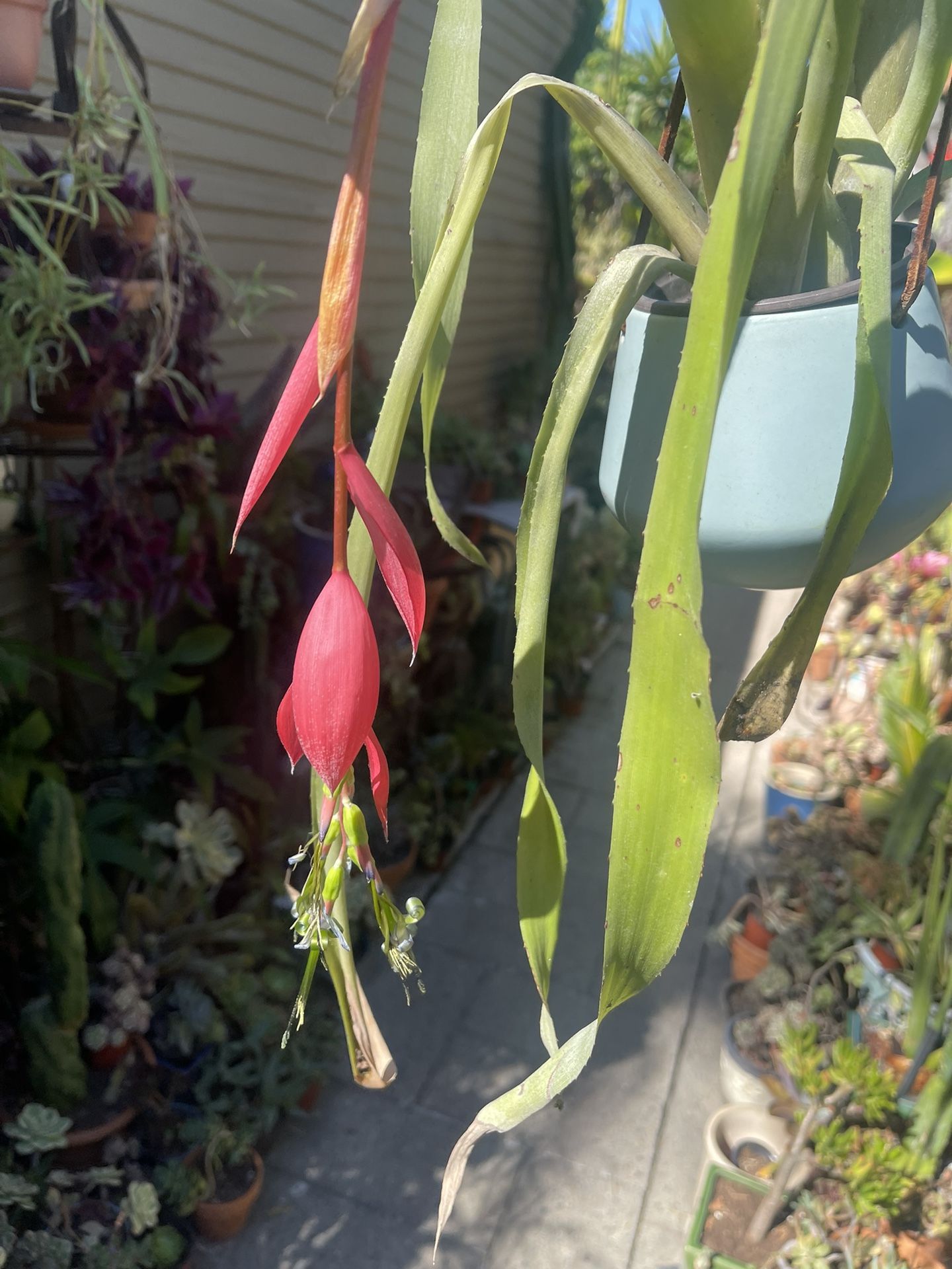 Bromeliad In Hanging Ceramic Pot