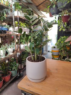 ZZ Plants