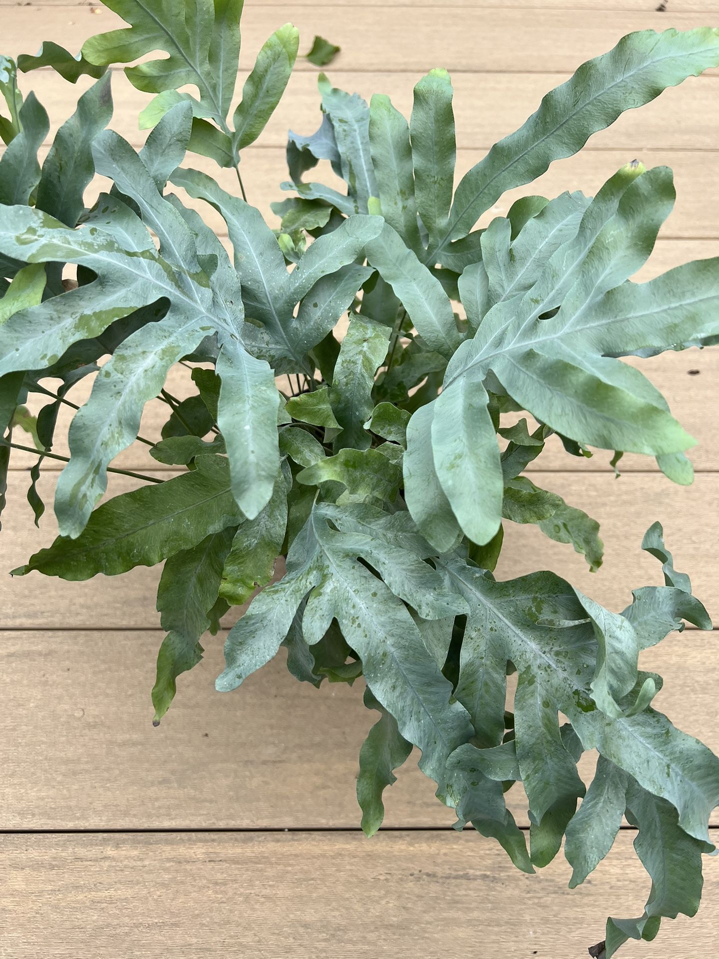Blue Star Fern, live plant comes in a 6” nursery pot. ✔️ profile for more 🪴