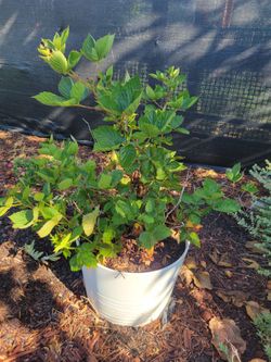 Blackberry plant