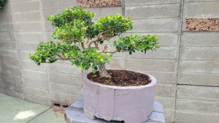 Old Bonsai boxwood  .