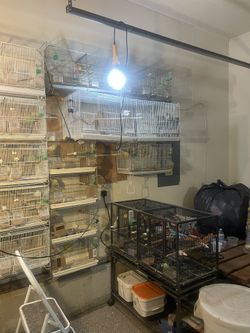 Bring Cages For Sales