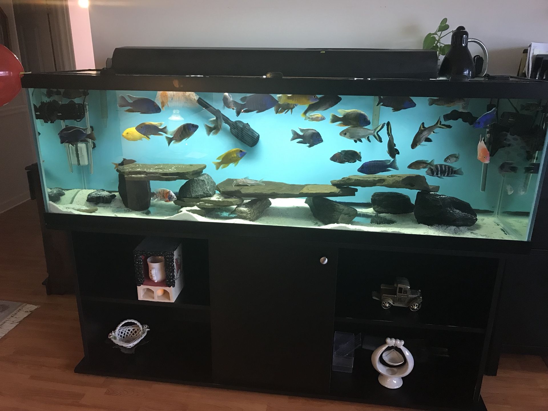 African Cichlid Aquarium 125 gallon