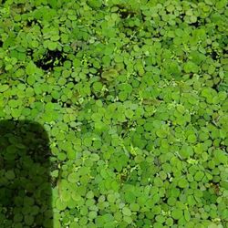 Water Spangles And Other Live Aquarium Plants ( May Contain Snails)
