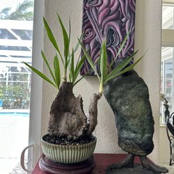 Tropical Plant Bonsai