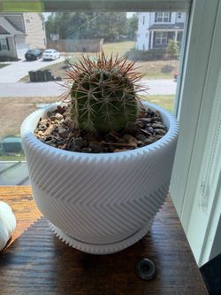 Cactus bundle for sale!