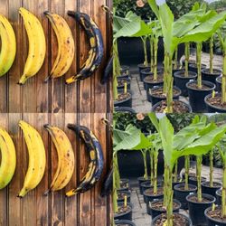 Puerto Rican Plantain Plant 🪴3gal Plantas De Platano Puerto Riqueño