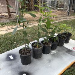 Ash Tree/ Fresno…$5 and $10
