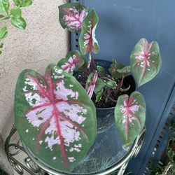 HERMOSAS PLANTAS NATURALES “CALADIUM BICOLOR PLANT “