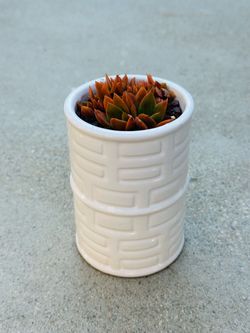 Succulents plants 🪴