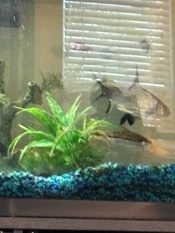 Fish tank