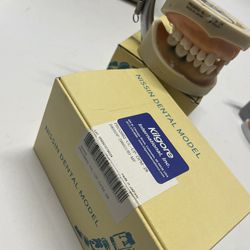 2 Kilgore D85SDP-200-GUB Typodont Nissin Dental Model 