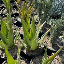 Aloe Plants  5gallons 