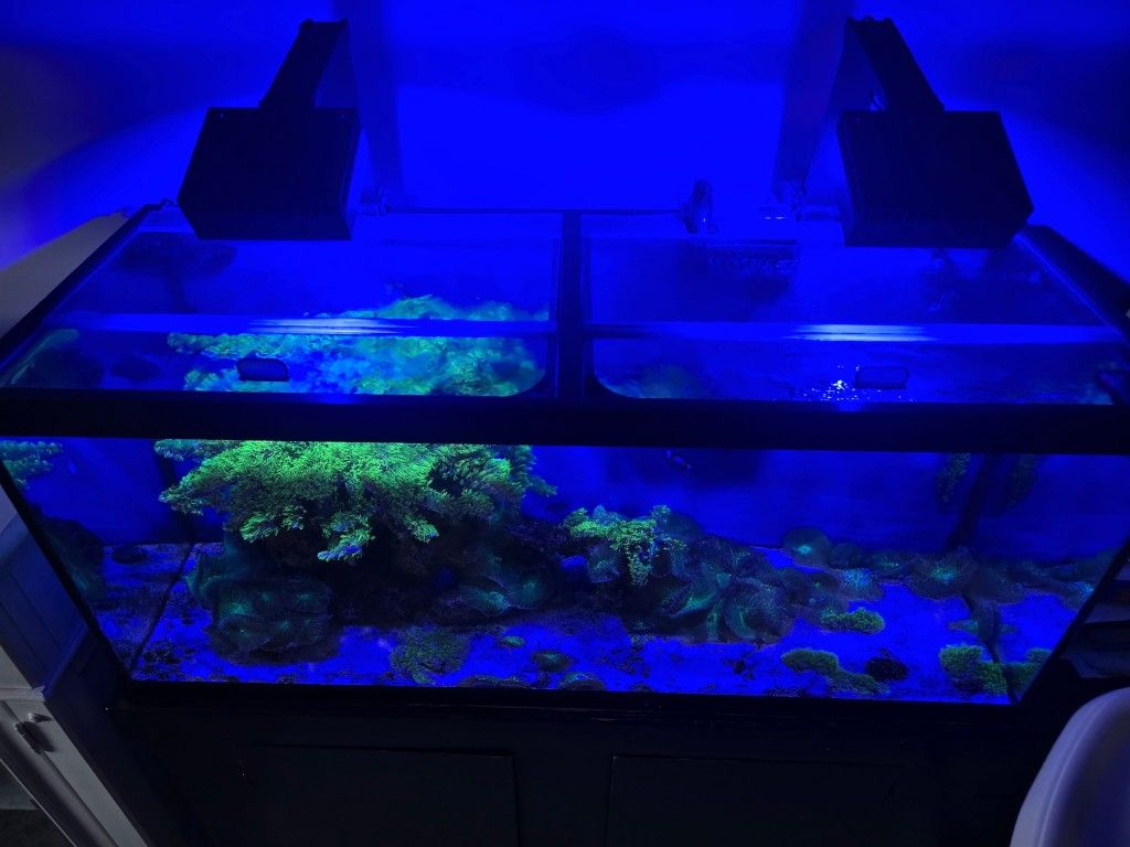 75 Gallon Salt Fishtank