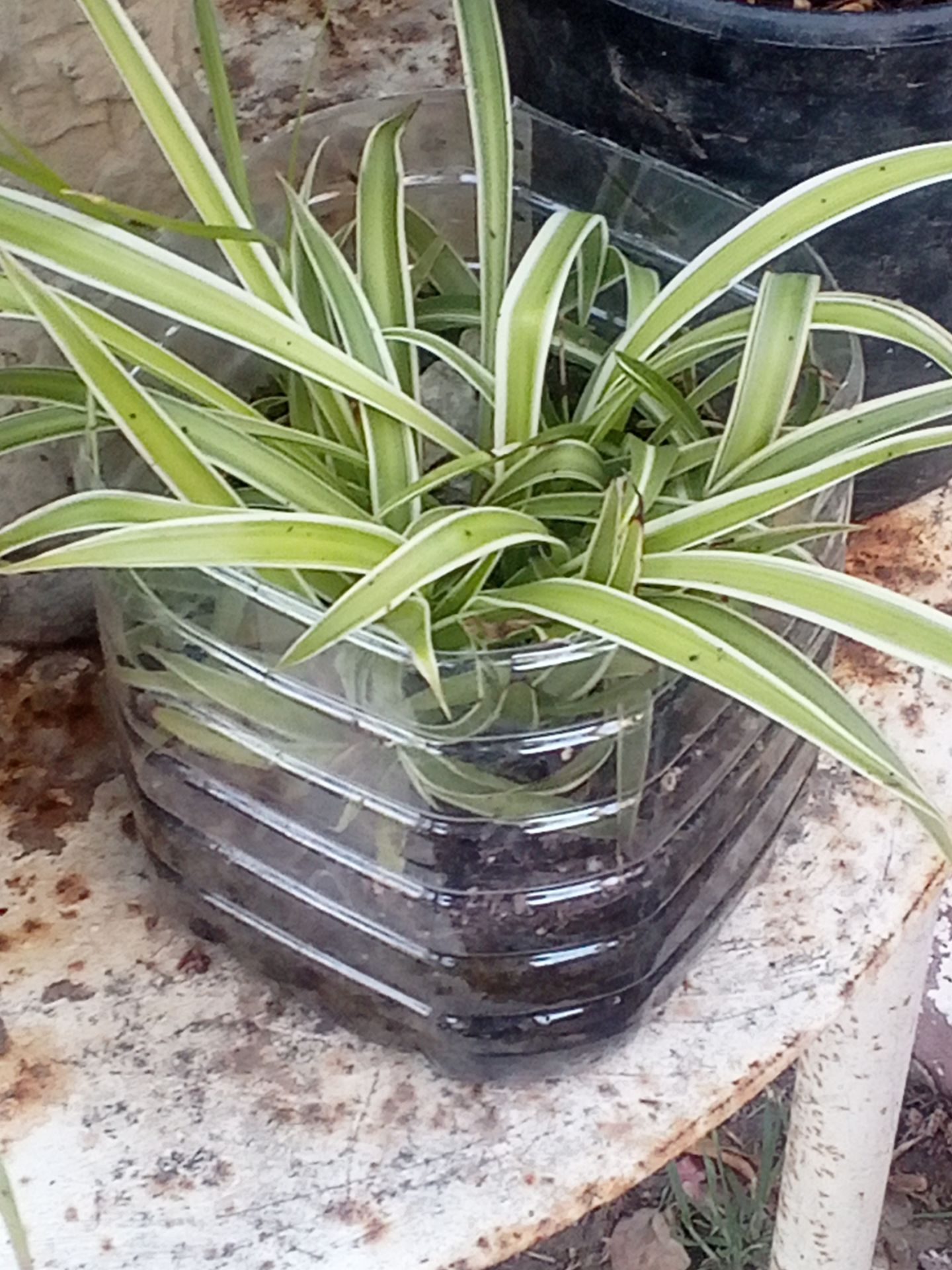 Air-Purifying Spider Plant 🌿 Easy Care • Pet Safe • Bakersfield Planta Cinta Purificadora 🌿