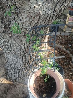 Butterfly vine