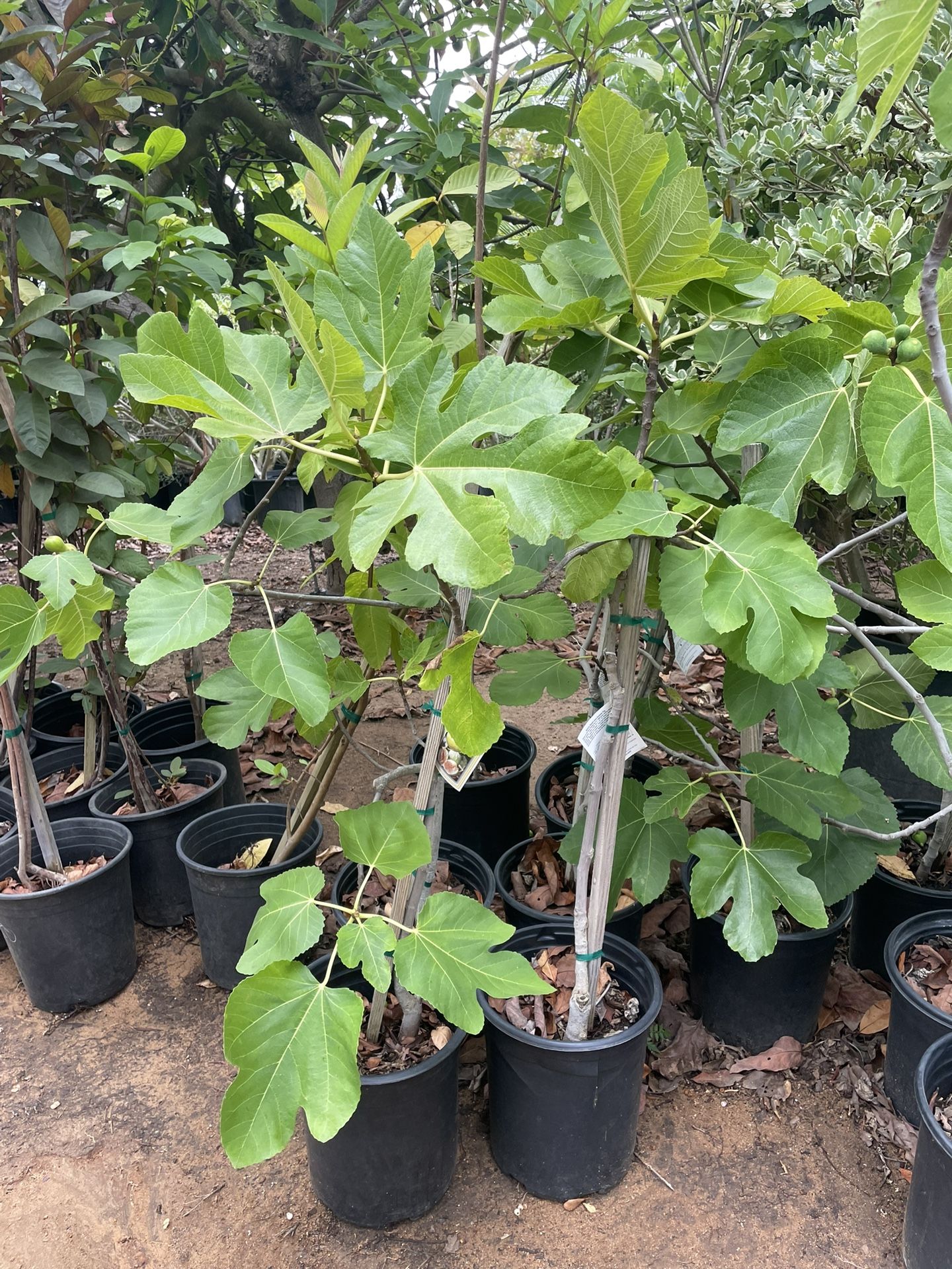 Fruit Trees- Fig Trees- Plum Trees- Guava Trees- Loquat Trees - Nectarine Trees- Pear Trees