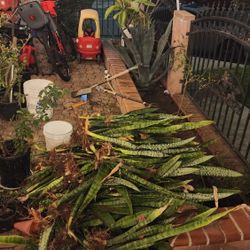 Snake Plant 