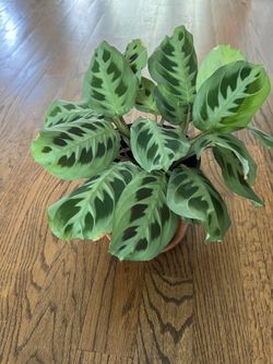 Rabbit Foot Plant
