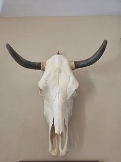 Animal Skull Decor Southwestern